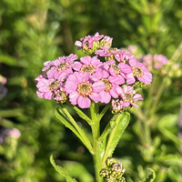 Achillea alpina (sibirica) subsp. camtschatica 'Lo